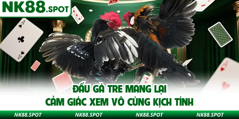 Đấu gà tre mang lại cảm giác xem vô cùng kịch tính