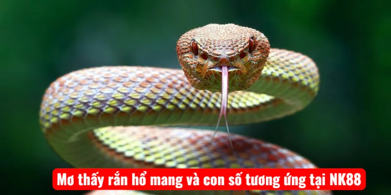 Mơ thấy rắn hổ mang và con số tương ứng tại NK88